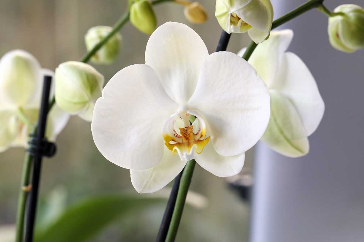 Una imagen horizontal de primer plano de una flor Phalaenopsis blanca representada en un fondo de enfoque suave.