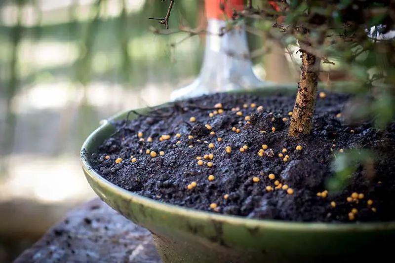 Una imagen horizontal de primer plano de gránulos de fertilizante aplicados a la superficie del suelo de bonsái.