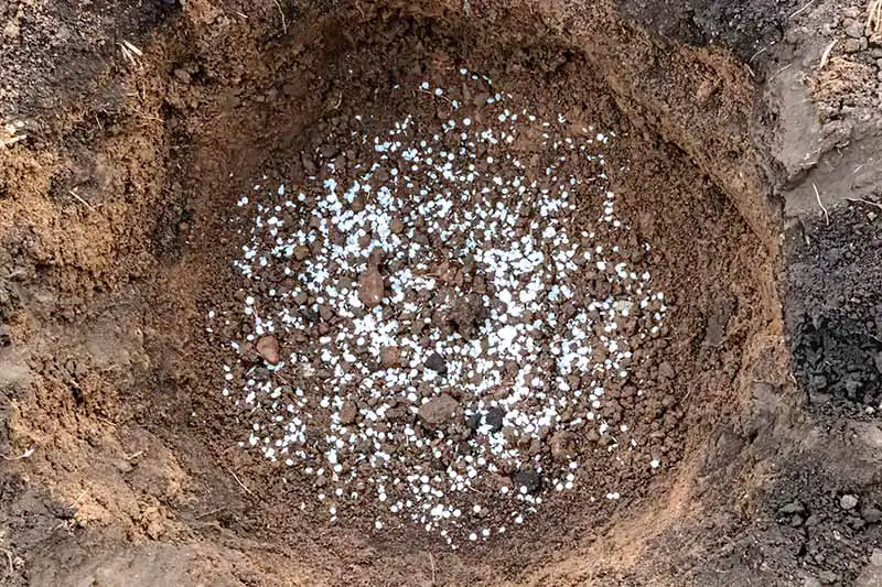 Una imagen horizontal de primer plano de un hoyo de plantación en el jardín con fertilizante colocado en la parte inferior antes del trasplante.