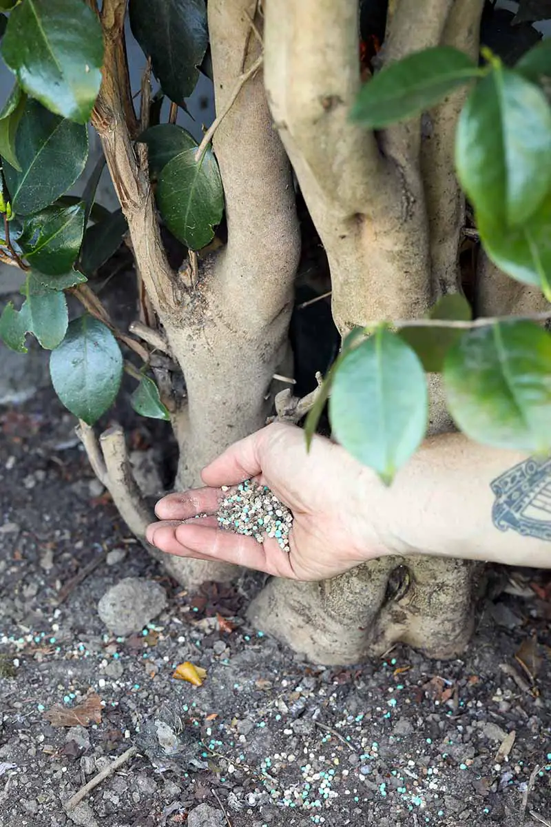 Una imagen vertical de primer plano de una mano desde la derecha del marco aplicando fertilizante granular a la base de un arbusto.