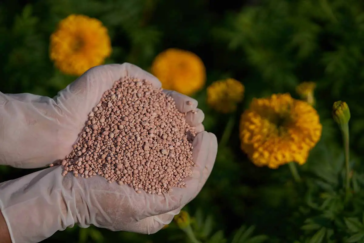 Una imagen horizontal de cerca de dos manos enguantadas desde la izquierda del marco sosteniendo un puñado de fertilizante granular con flores y follaje en un enfoque suave en el fondo.