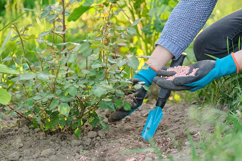 Una imagen horizontal de primer plano de un jardinero con guantes azules y negros aplicando fertilizante granulado a un pequeño rosal.