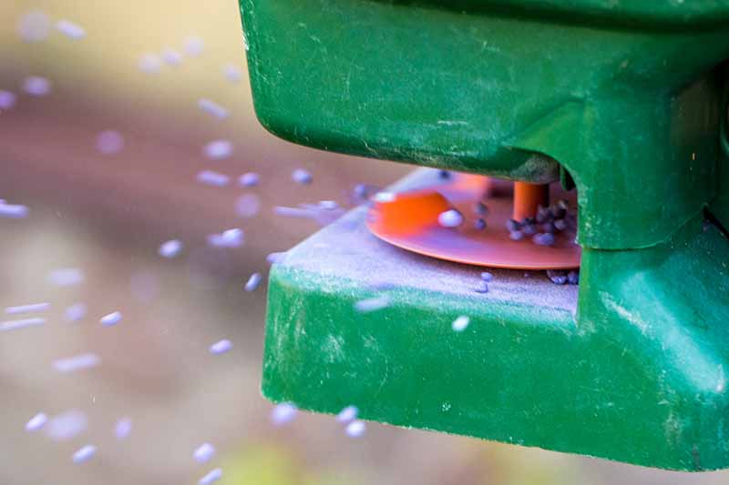 Un primer plano de una máquina de plástico verde esparciendo pequeños gránulos de fertilizante púrpura sobre un césped.  El fondo es un enfoque suave.