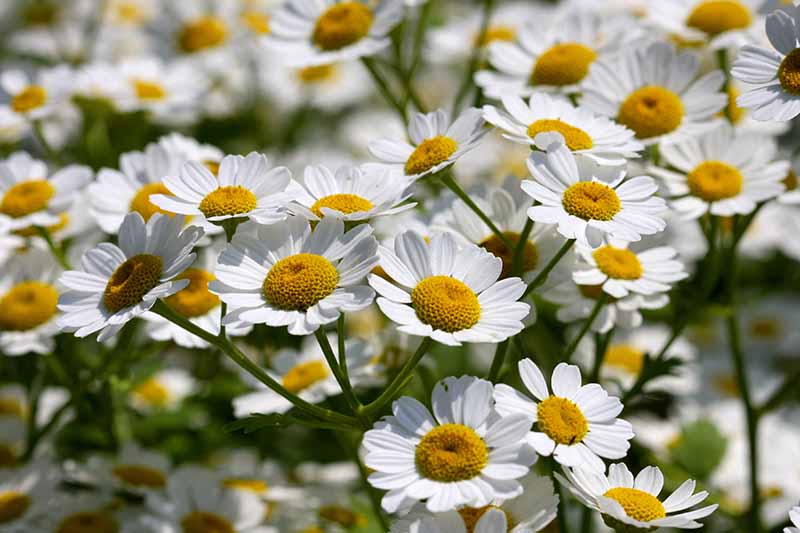 Un primer plano de flores blancas de matricaria con centros amarillos contrastantes, que crecen en el jardín bajo el sol brillante.  El fondo se desvanece a un enfoque suave.