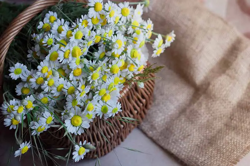 Un primer plano de flores recién cosechadas de Tanacetum parthenium con pétalos blancos y centros amarillos, en una cesta de mimbre con un paño tejido rústico al lado sobre un fondo blanco.