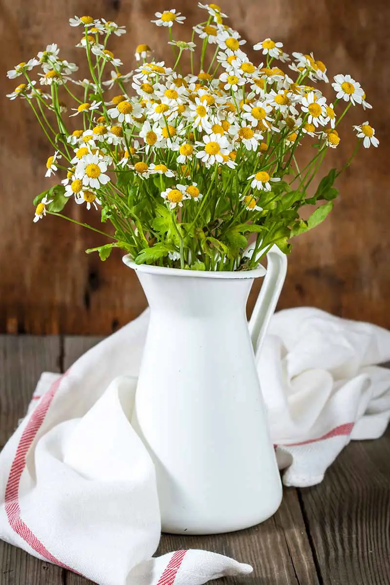 Flores de Tanacetum parthenium recién cortadas, con sus pétalos blancos y centros amarillos en un jarrón blanco sobre una superficie de madera.  Una tela blanca con una raya roja cubre el jarrón y el fondo es madera en un enfoque suave.