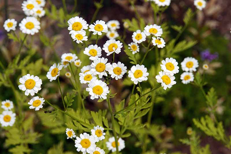 Un primer plano de una planta de matricaria, en plena floración con sus flores blancas y amarillas que crecen en el jardín a la luz del sol.