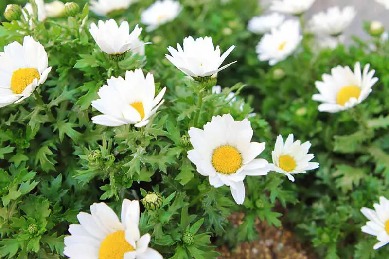 Una imagen horizontal de cerca de pequeñas flores blancas de Tanacetum parthenium que crecen en una cama de jardín.