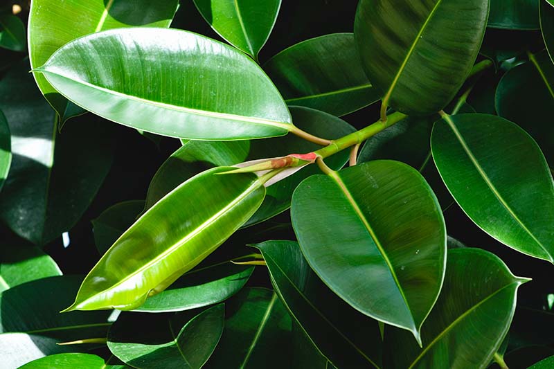 Una imagen horizontal de primer plano del follaje verde oscuro y ceroso de Ficus elastica 'Robusta'.