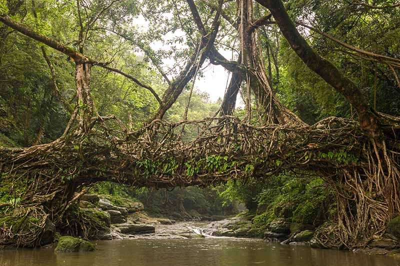 Una imagen horizontal de dos árboles de caucho que crecen a ambos lados de un río, las ramas han sido entrenadas para unirse creando un puente.