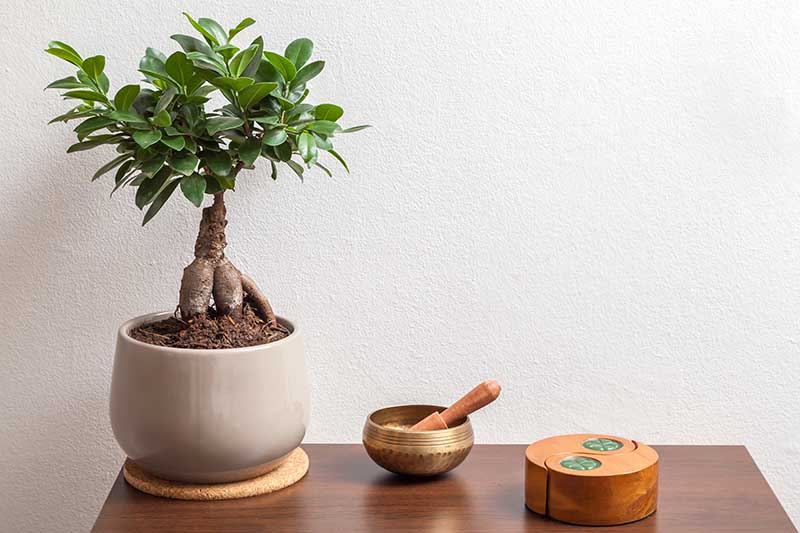 Una imagen horizontal de primer plano de un bonsái que crece en una maceta pequeña en el interior sobre una superficie de madera.