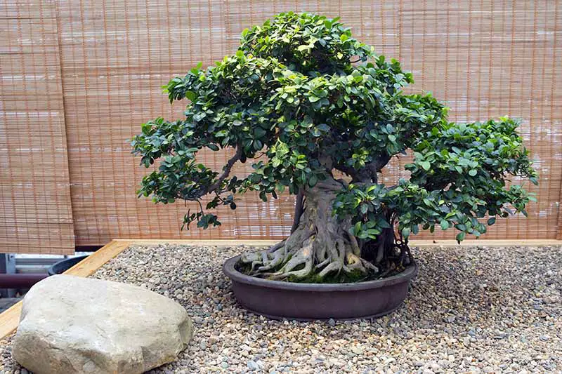 Una imagen horizontal de primer plano de una planta de ficus que crece como un bonsái en un área de grava con una gran roca a la izquierda del marco y una pantalla de bambú en el fondo.
