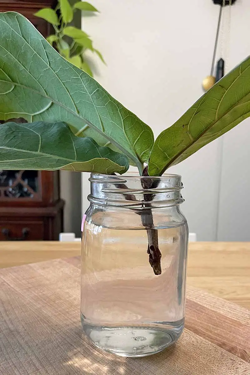 Una imagen vertical de primer plano de un corte de tallo de Ficus lyrata colocado en un pequeño frasco de agua para echar raíces, sobre una superficie de madera.