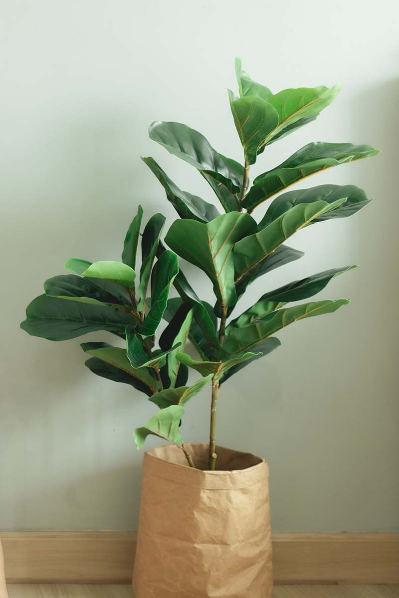 Una imagen vertical de cerca de una planta de Ficus lyrata que crece en una maceta en el interior.