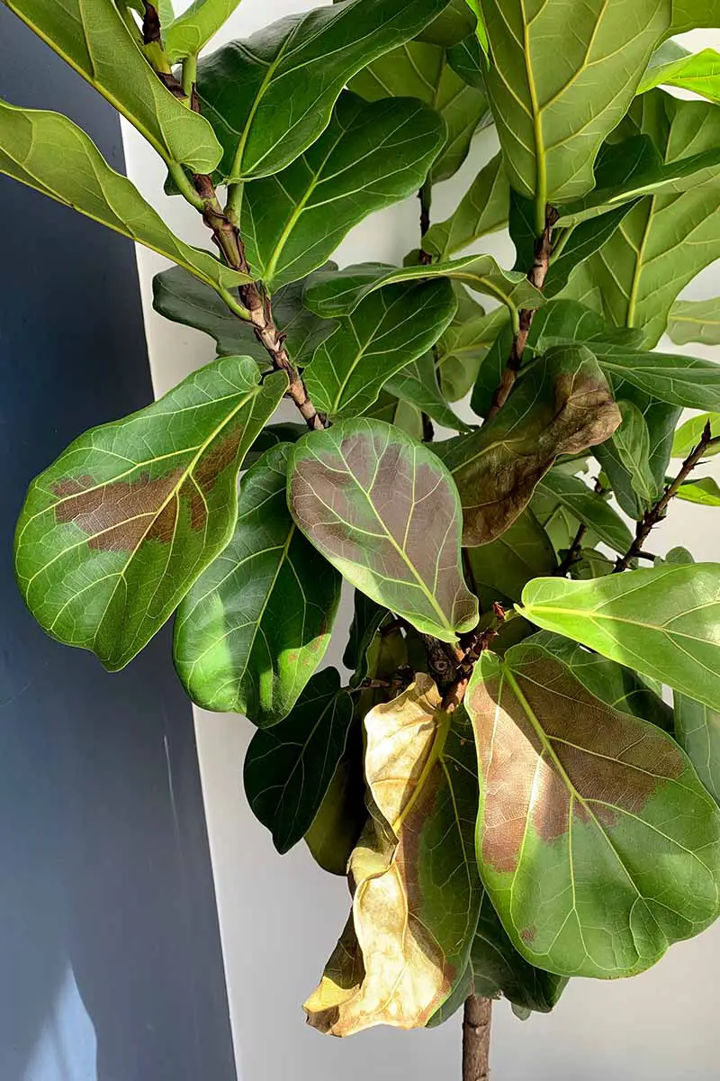 Una imagen vertical de cerca de una higuera de hoja de violín que crece en el interior y muestra signos de enfermedad con hojas marrones.