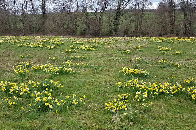 Una imagen horizontal de un campo con bulbos amarillos de flores de primavera que florecen en la hierba con árboles en el fondo.