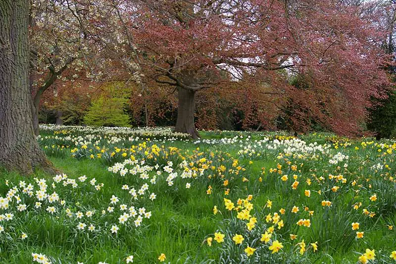 Una imagen horizontal de un campo con grandes árboles y narcisos primaverales que florecen debajo de ellos.