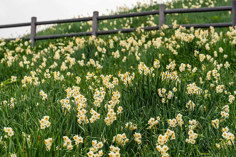 Una imagen horizontal de un campo de narcisos floridos con una cerca de madera en un enfoque suave en el fondo.
