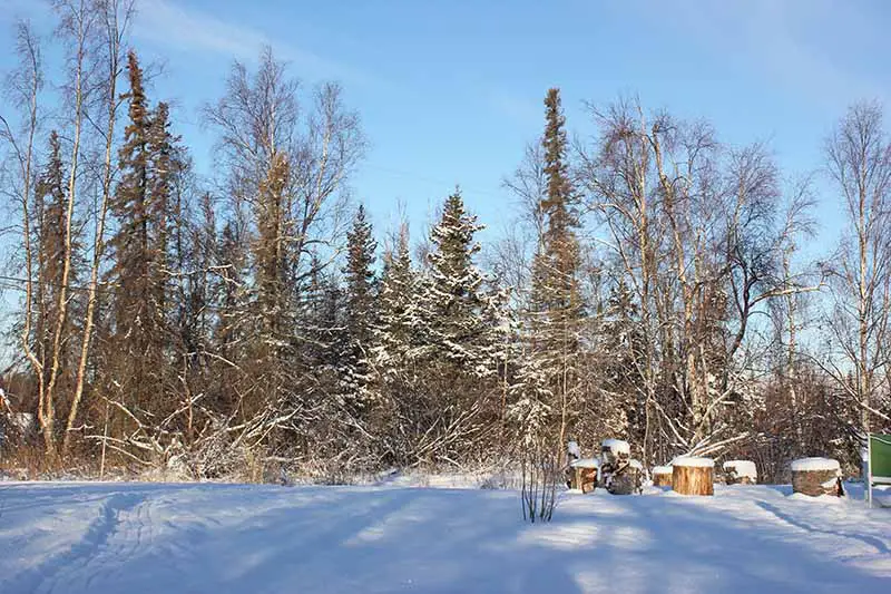 Una escena de jardín en invierno con nieve que cubre el césped y las ramas de los árboles desnudos en un día soleado con el cielo azul de fondo.