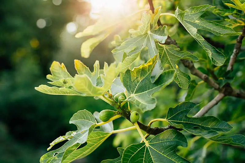 Un primer plano de una rama de higuera con pequeños frutos verdes sin madurar y grandes hojas planas de color verde oscuro sobre un fondo de enfoque suave con luz solar filtrada.