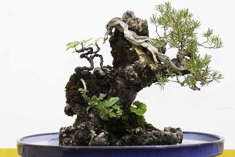 Una imagen horizontal de primer plano de una planta de romero entrenada para crecer como bonsái en un fondo blanco.