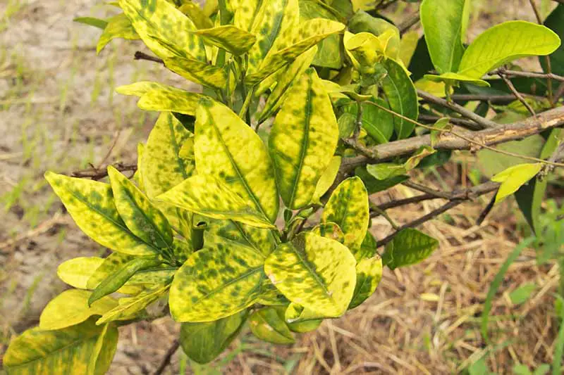 Hojas amarillentas de un árbol con la enfermedad del enverdecimiento de los cítricos, con suelo cubierto de mantillo en el fondo.