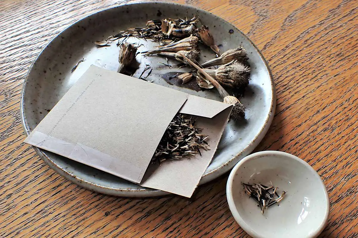 Una imagen horizontal de primer plano de un plato con cabezas de flores de caléndula secas y un sobre reutilizado para almacenar las semillas, colocado sobre una superficie de madera.