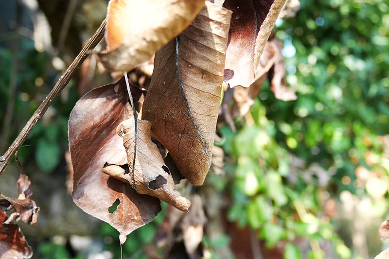 Una imagen horizontal de primer plano de las hojas de un peral infectadas con fuego bacteriano que las ha vuelto marrones, fotografiadas a la luz del sol sobre un fondo de enfoque suave.