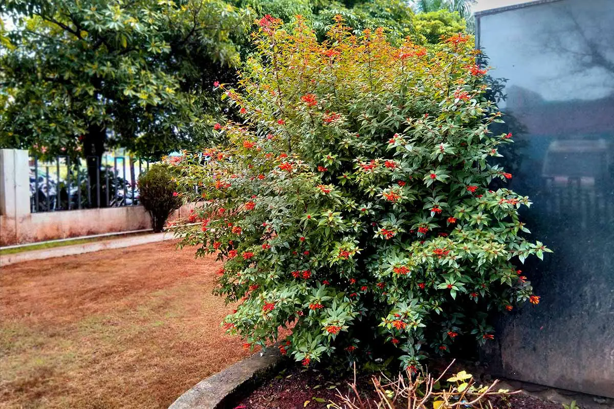 Una imagen horizontal de un arbusto firebush que crece en un borde de jardín.