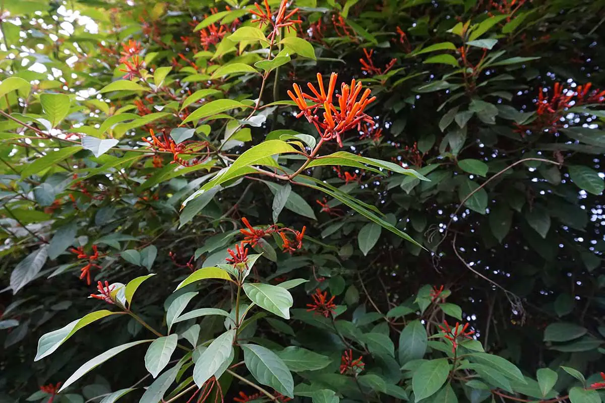 Un primer plano de un gran arbusto Hamelia patens (firebush) que crece en el patio trasero con flores naranjas y rojas y follaje verde brillante.