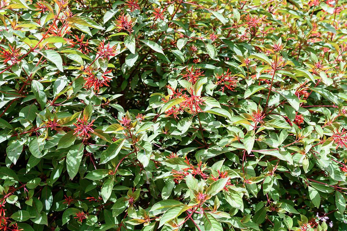 Una imagen horizontal de cerca de un arbusto de colibrí de Hamelia patens, también conocido como que crece en el jardín de verano.