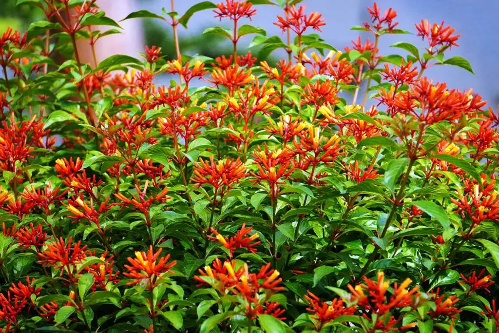 Una imagen horizontal de cerca de las flores de color naranja brillante y rojo de firebush (Hamelia patens) representada en un fondo de enfoque suave.