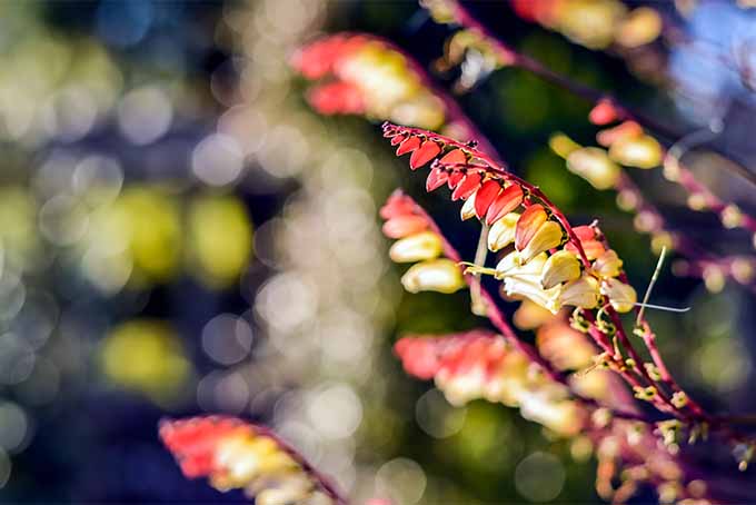 Un primer plano de las flores rojas y blancas de la vid de petardos que crecen en el jardín fotografiado con sol filtrado en un fondo de enfoque suave.