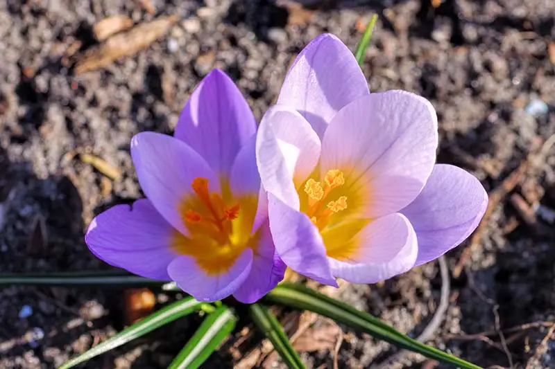 Un primer plano de la variedad 'Firefly' de C. sieberi con flores de color púrpura claro con centros de color amarillo brillante que crecen bajo el sol brillante con el suelo en un enfoque suave en el fondo.