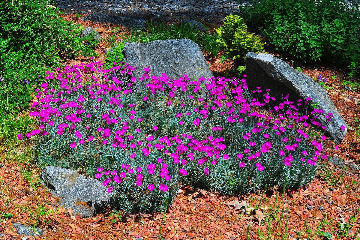 Una imagen horizontal de un grupo grande de Diathus 'Firewitch' que crece en un jardín de rocas rodeado de mantillo y otras plantas perennes que cubren el suelo.