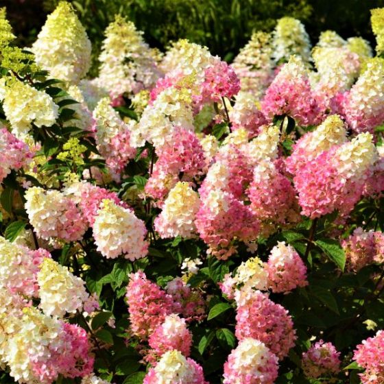 First Editions® Strawberry Sundae® Hydrangea en flor con flores que tienen amarillo, crema y rosa, todo en un racimo de flores.
