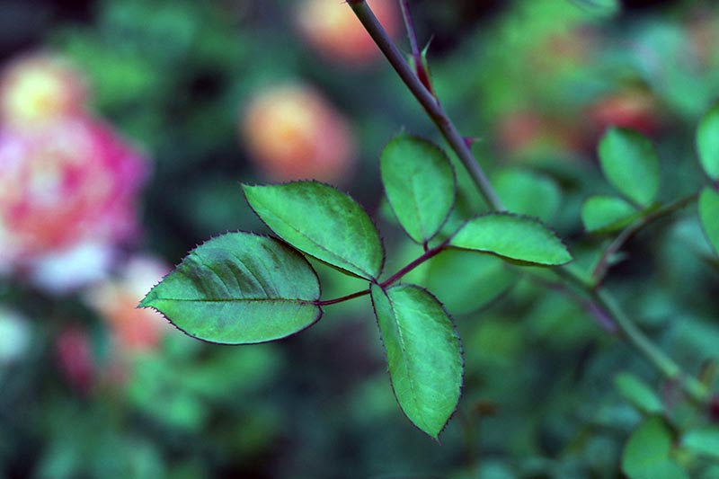 Una imagen horizontal de primer plano del follaje de un arbusto de rosas en un fondo de enfoque suave.