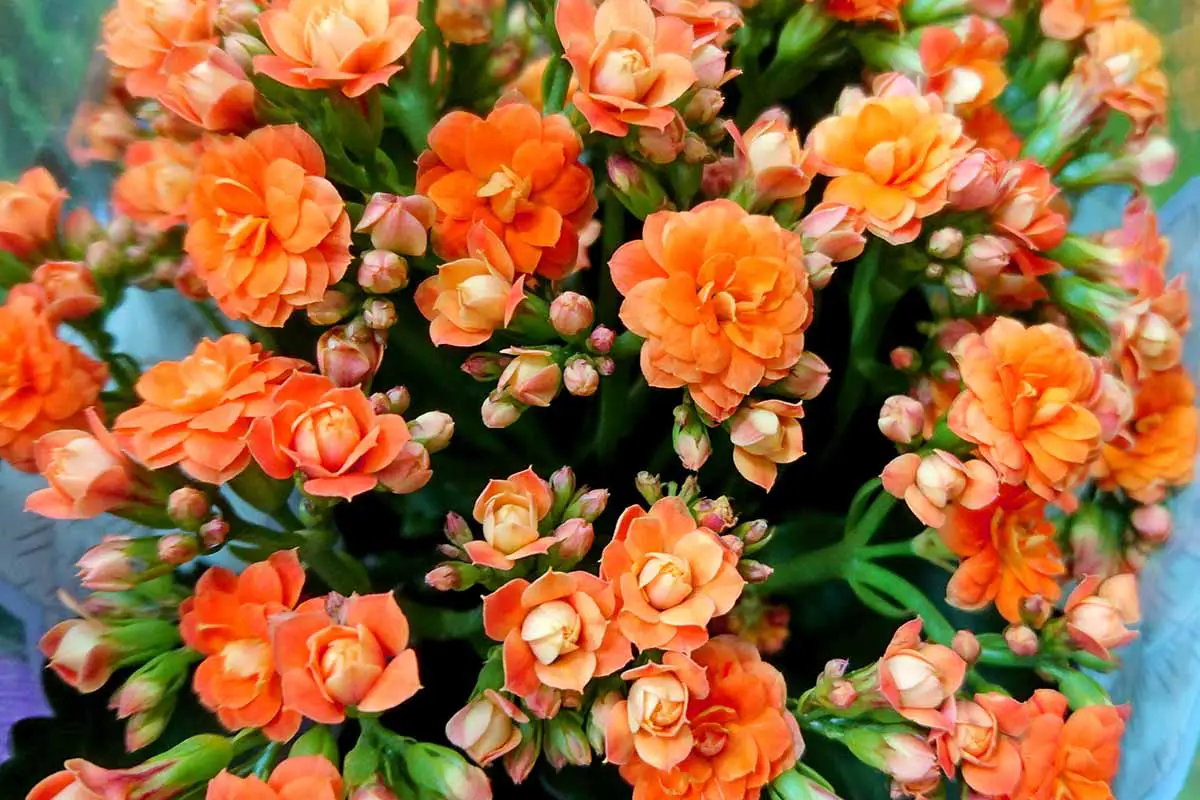 Una imagen horizontal de cerca de flores de color naranja brillante y capullos de una planta de Katy (Kalanchoe blossfeldiana) en llamas que crece en el interior.