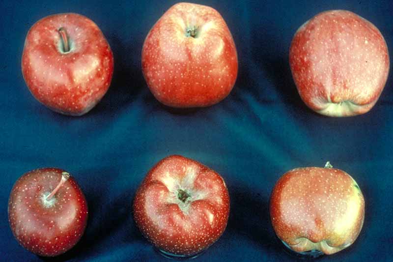 Una imagen horizontal de cerca de seis frutas que sufren de "manzana plana" causada por el virus de la hoja de escofina de cereza, colocada sobre una superficie azul.