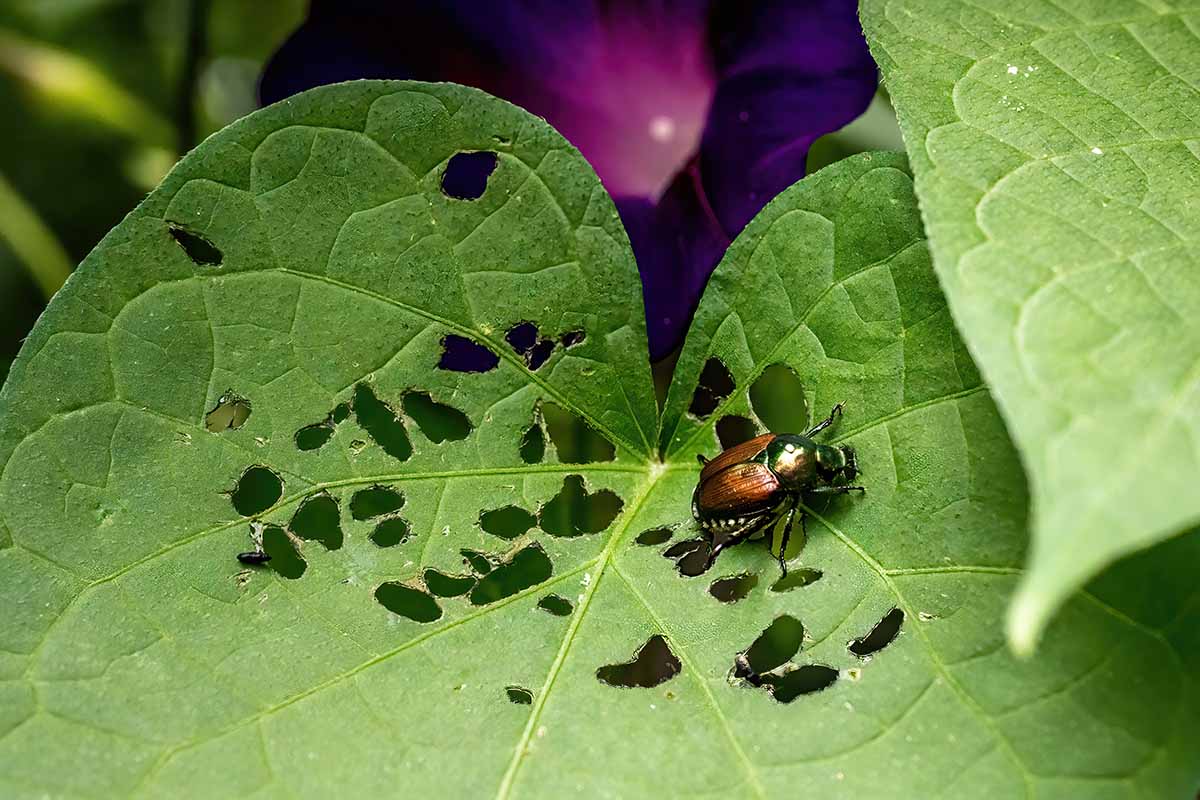Una imagen horizontal de primer plano de un escarabajo japonés masticando agujeros en las hojas.