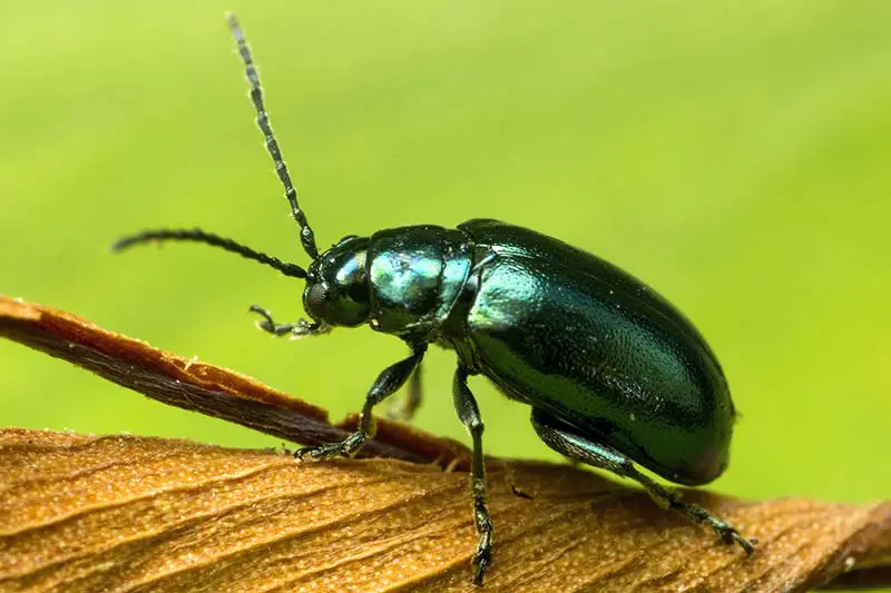 Una imagen horizontal de primer plano de un escarabajo de pulgas en un tallo de madera fotografiado bajo el sol brillante sobre un fondo verde de enfoque suave.