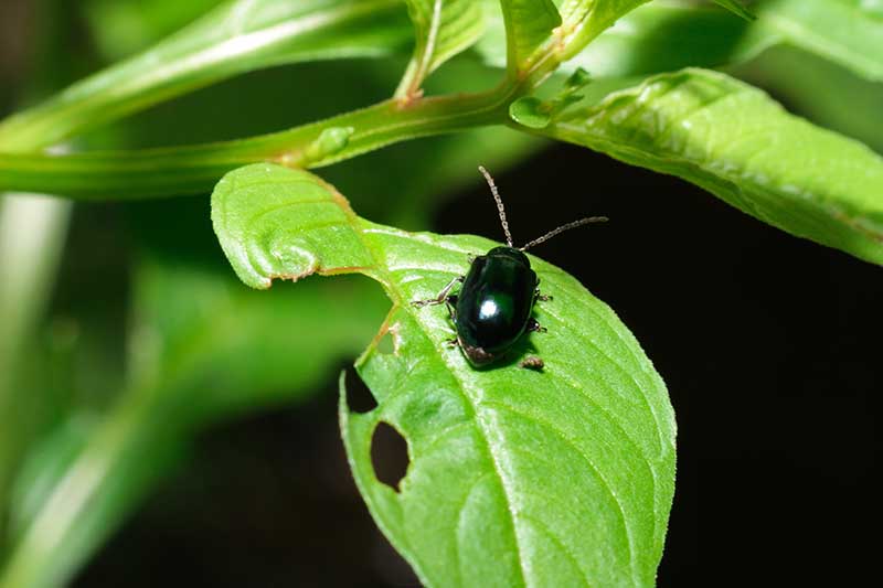 Una imagen horizontal de primer plano de un escarabajo de pulgas en una hoja representada en un fondo de enfoque suave.