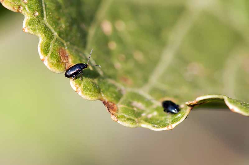 Cerca de dos escarabajos de pulgas en una hoja.  El fondo es de la hoja en foco suave.