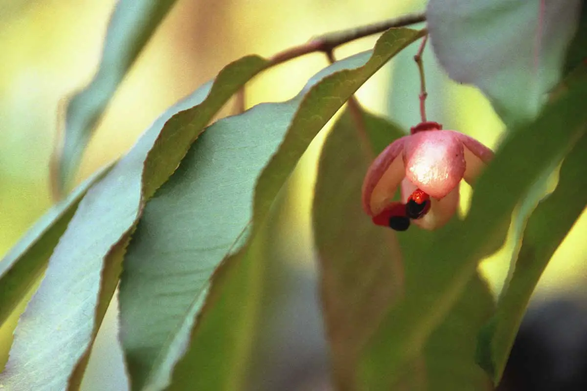 Una imagen horizontal de primer plano del follaje verde claro y la pequeña flor rosa del árbol de husillo de flores carnosas que se muestra en un fondo de enfoque suave.