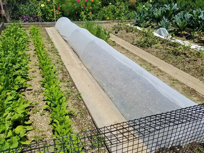 Una cubierta de fila flotante aplicada sobre plantas de papa.
