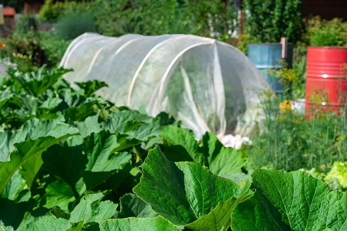 Una imagen horizontal de cobertores de hileras flotantes que se utilizan para proteger las verduras de las heladas.