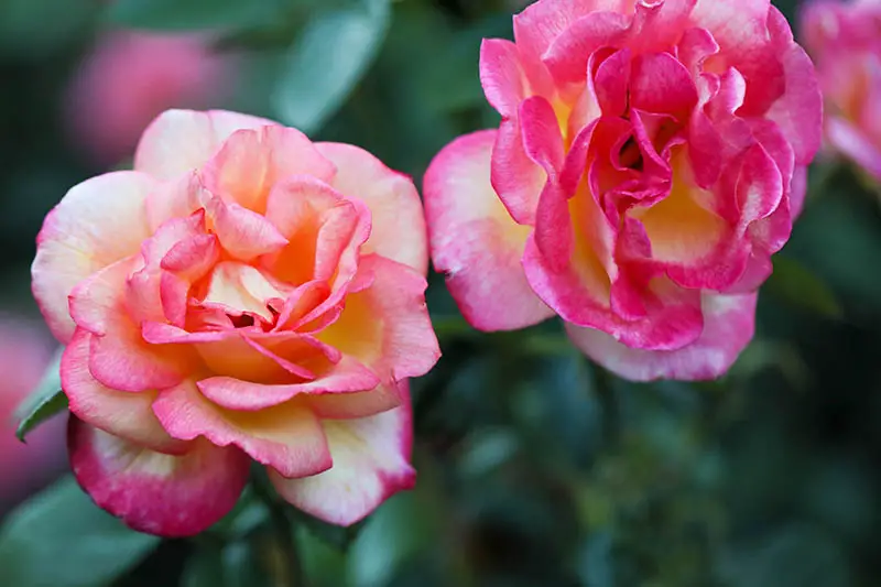 Una imagen horizontal de primer plano de dos flores rosas y naranjas que crecen en el jardín en un fondo de enfoque suave.