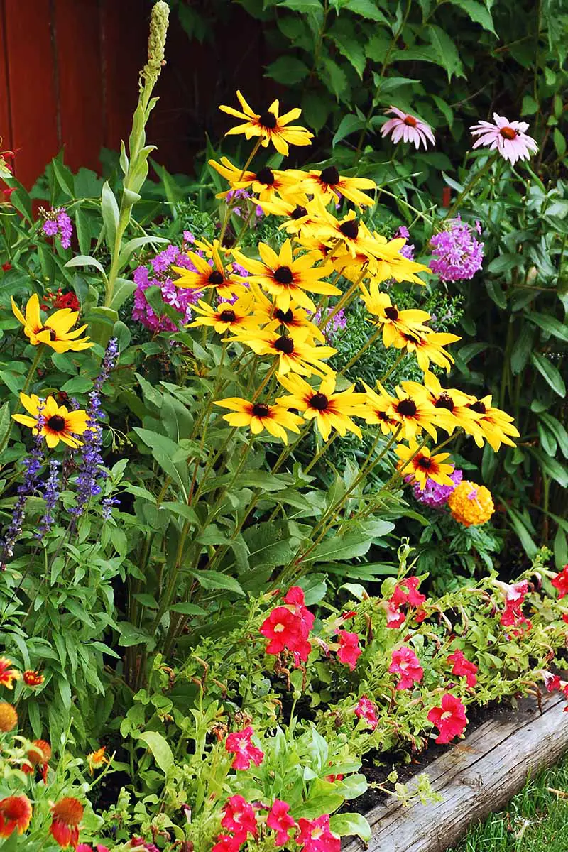 Una imagen vertical de primer plano de un borde con una variedad de diferentes plantas con flores que atraen a los polinizadores.