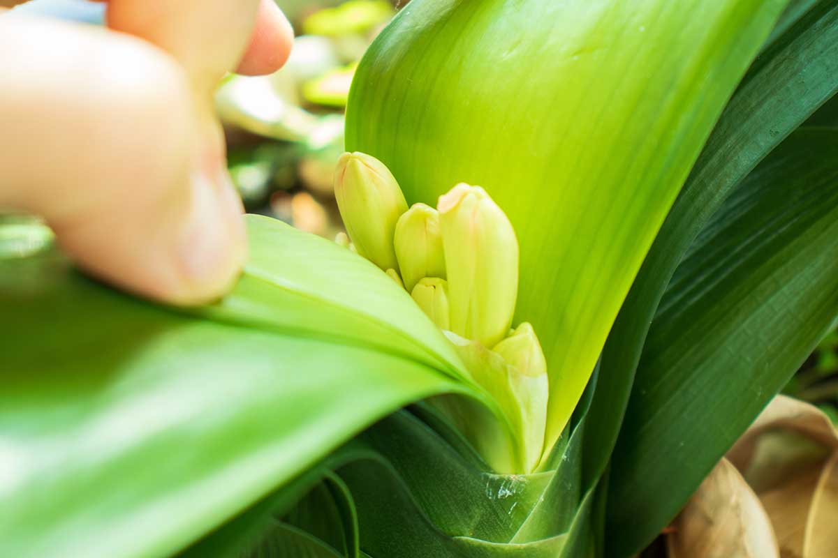 Una imagen horizontal de primer plano de una mano desde la izquierda del marco que mueve el follaje para revelar capullos de flores de clivia.