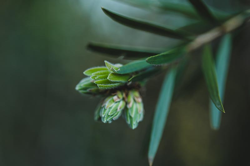 Una imagen horizontal de primer plano de los diminutos capullos de flores en un arbusto de Callistemon representado en un fondo verde oscuro de enfoque suave.